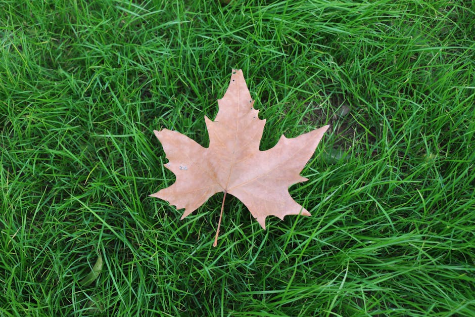 A single light brown maple leaf with pointed lobes and a serrated edge rests on a lush patch of vivid green grass. The grass blades are fine and densely packed, creating a textured and vibrant ground cover. In the background, some areas of the soil are partially visible beneath the grass, appearing moist and dark. The leaf’s surface shows subtle veining and slight imperfections, indicating it has recently fallen. The scene is evenly lit by natural light, highlighting the contrasting colors of the leaf and grass. This image exemplifies outdoor garden maintenance and natural fall scenery, aligning with services offered by Gardeners Crystal Palace in garden care and landscaping work.