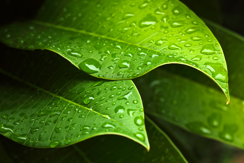 garden plants