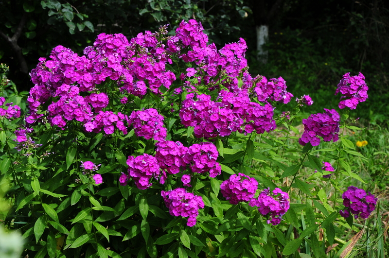 garden care Garden