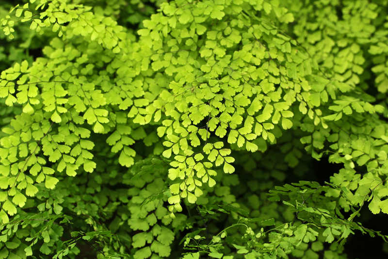 garden care Garden